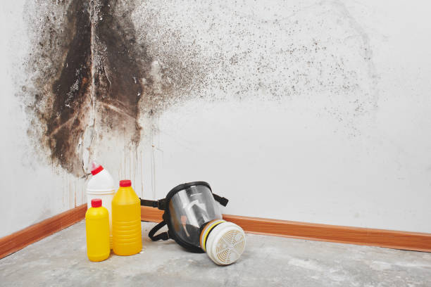 Best Certified Mold Removal  in Bellflower, CA