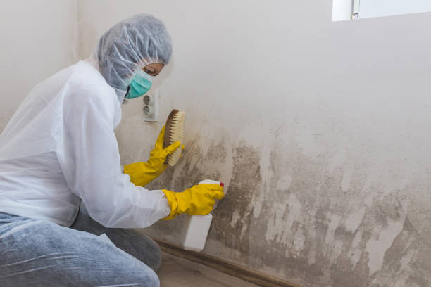Mold Removal Process in Bellflower, CA