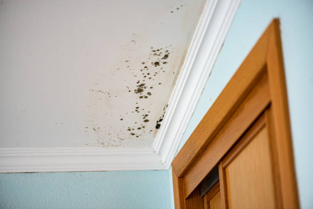 Best Mold Inspection  in Bellflower, CA