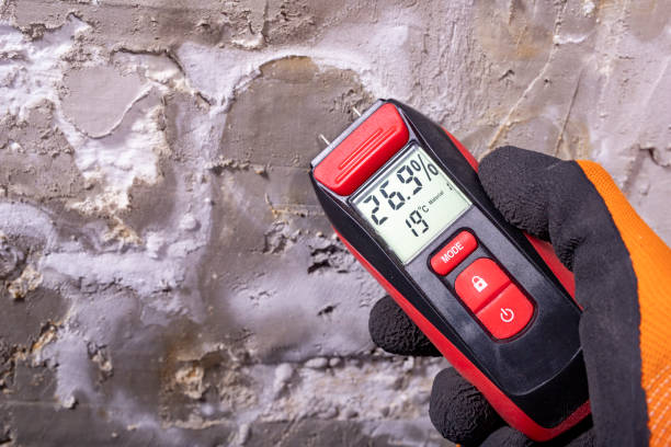Best Mold Removal Process  in Bellflower, CA