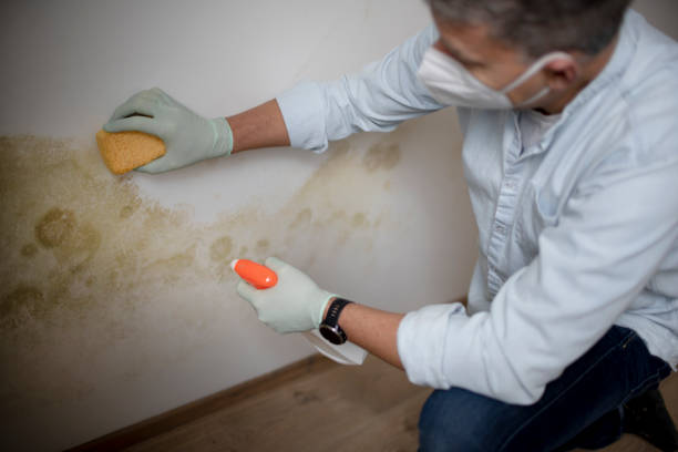 Best Fast Mold Removal  in Bellflower, CA