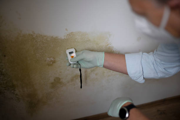 Best Home Mold Removal  in Bellflower, CA