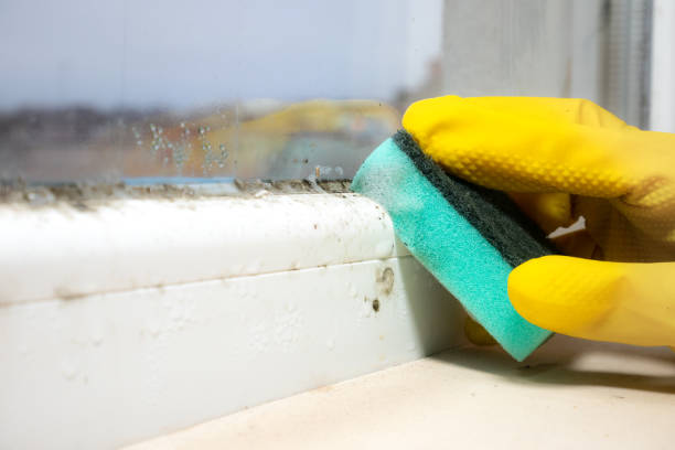 Best Local Mold Removal Service  in Bellflower, CA