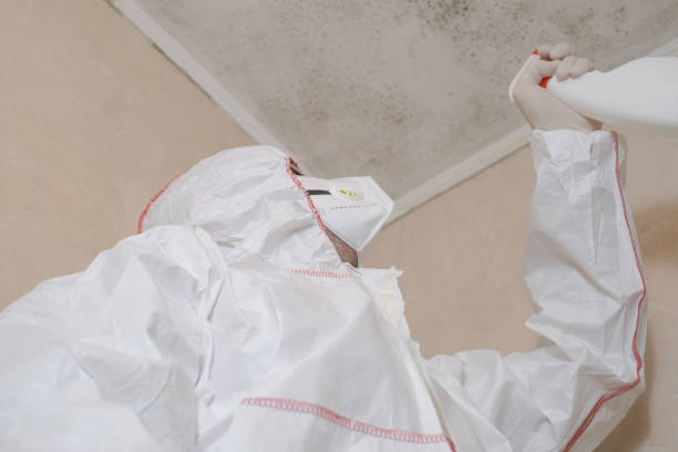 Best Mold Removal and Inspection  in Bellflower, CA