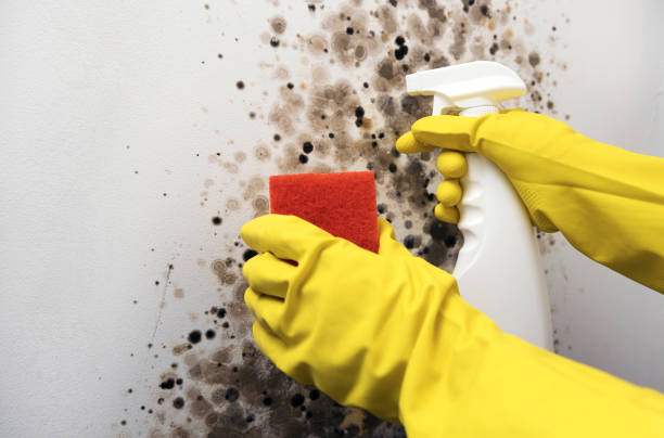 Best Black Mold Removal  in Bellflower, CA