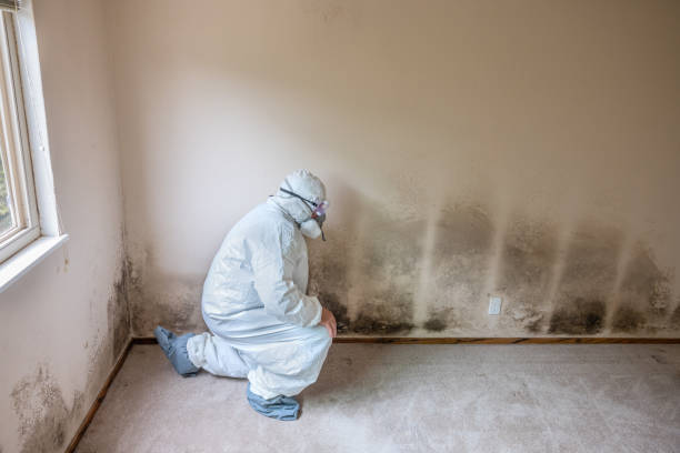 Best Commercial Mold Removal  in Bellflower, CA
