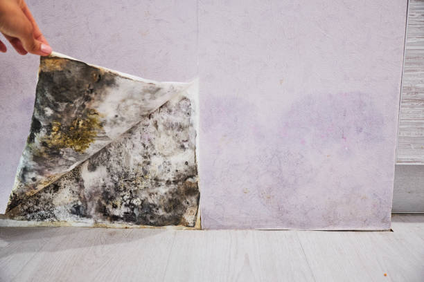 Certified Mold Removal in Bellflower, CA